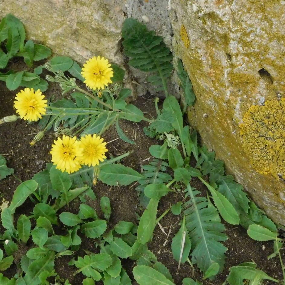 Crepis bursifolia / Radicchiella tirrenica