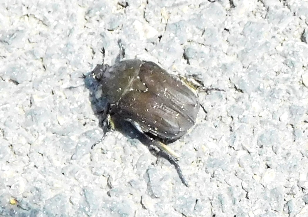 Cetoniidae:  Protaetia (Netocia) morio