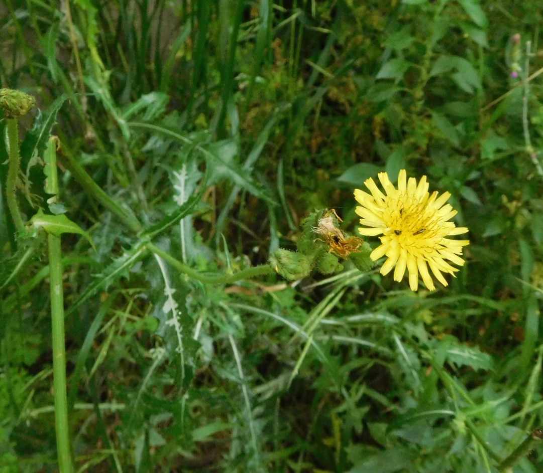 Sonchus cfr. asper