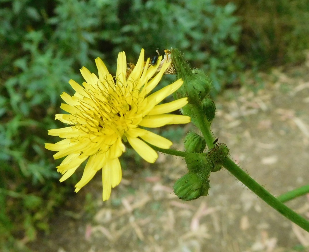 Sonchus cfr. asper