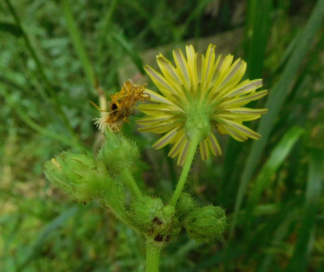 Sonchus cfr. asper