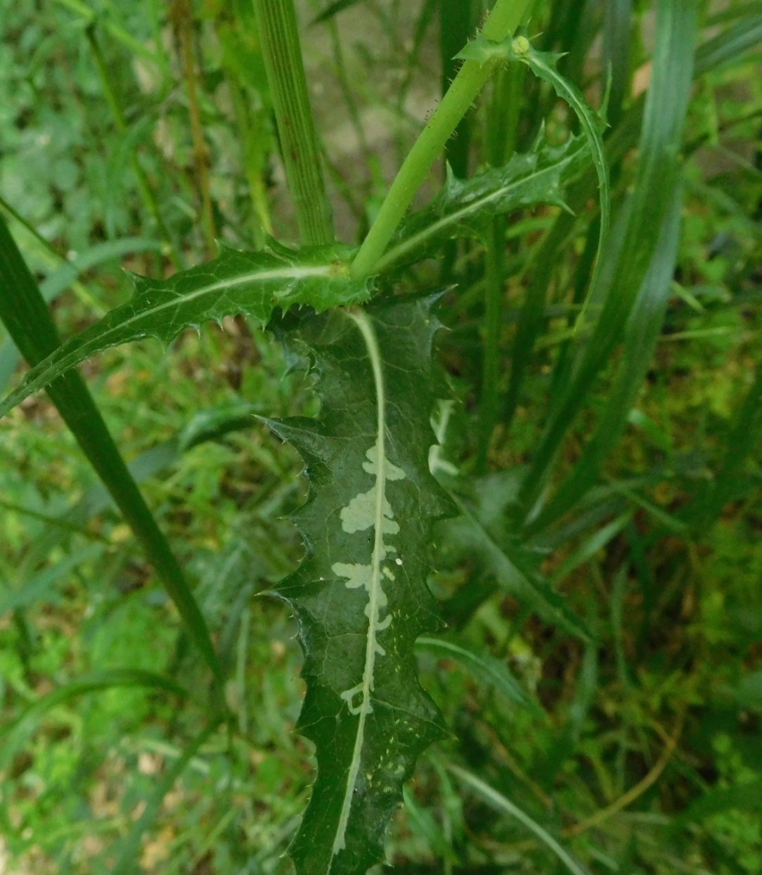 Sonchus cfr. asper