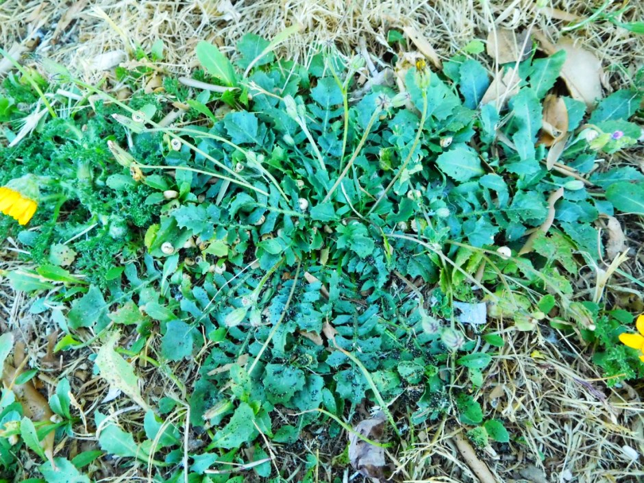 Crepis bursifolia / Radicchiella tirrenica