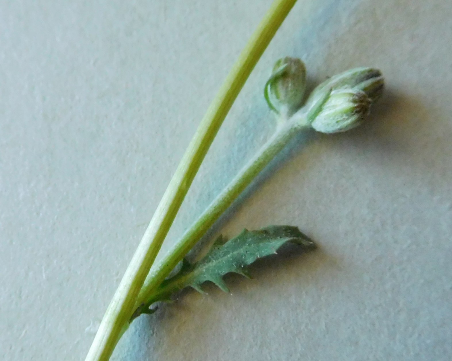 Crepis bursifolia / Radicchiella tirrenica