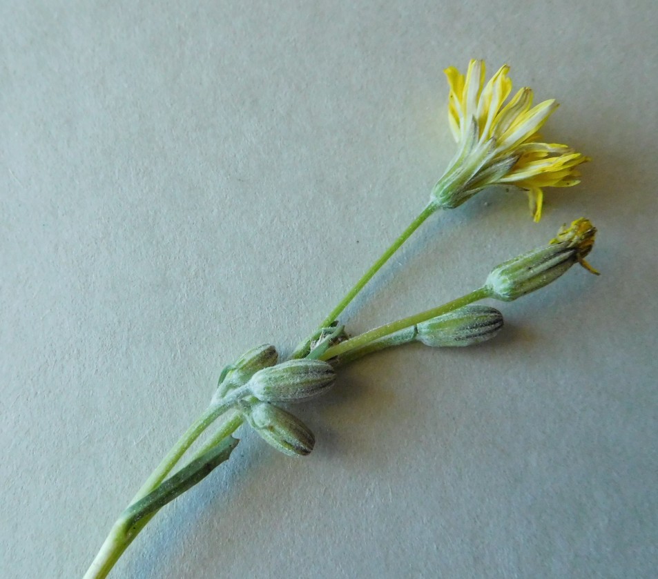 Crepis bursifolia / Radicchiella tirrenica