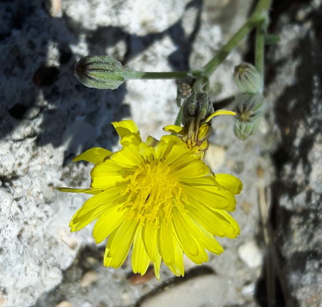 Crepis bursifolia / Radicchiella tirrenica