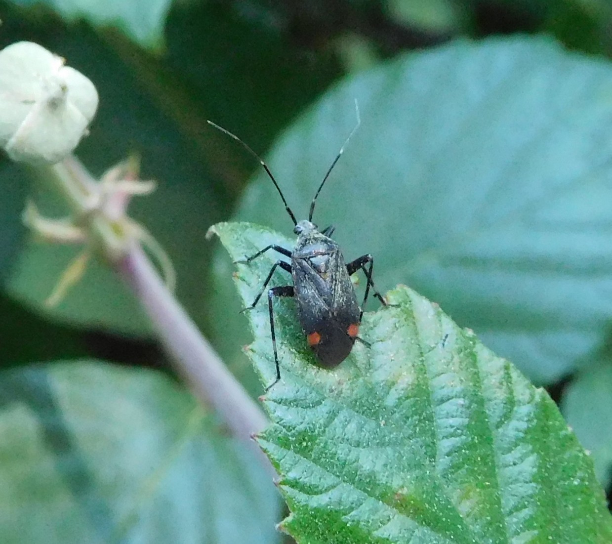 Miridae: Closterotomus cinctipes