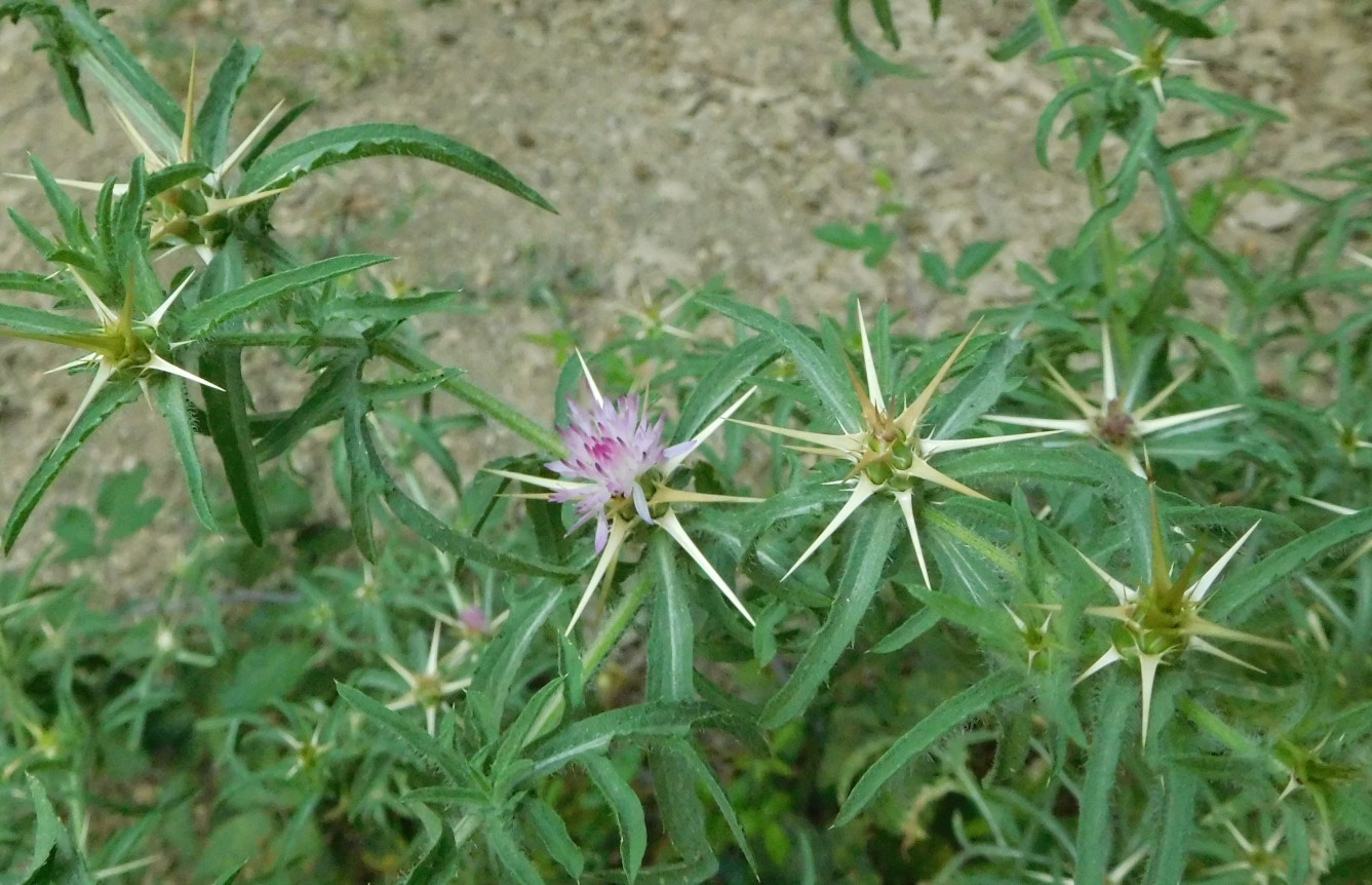 Centaurea calcitrapa / Fiordaliso stellato