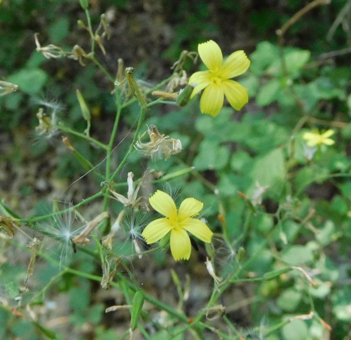 Mycelis muralis (=Lactuca muralis) / Lattuga dei boschi