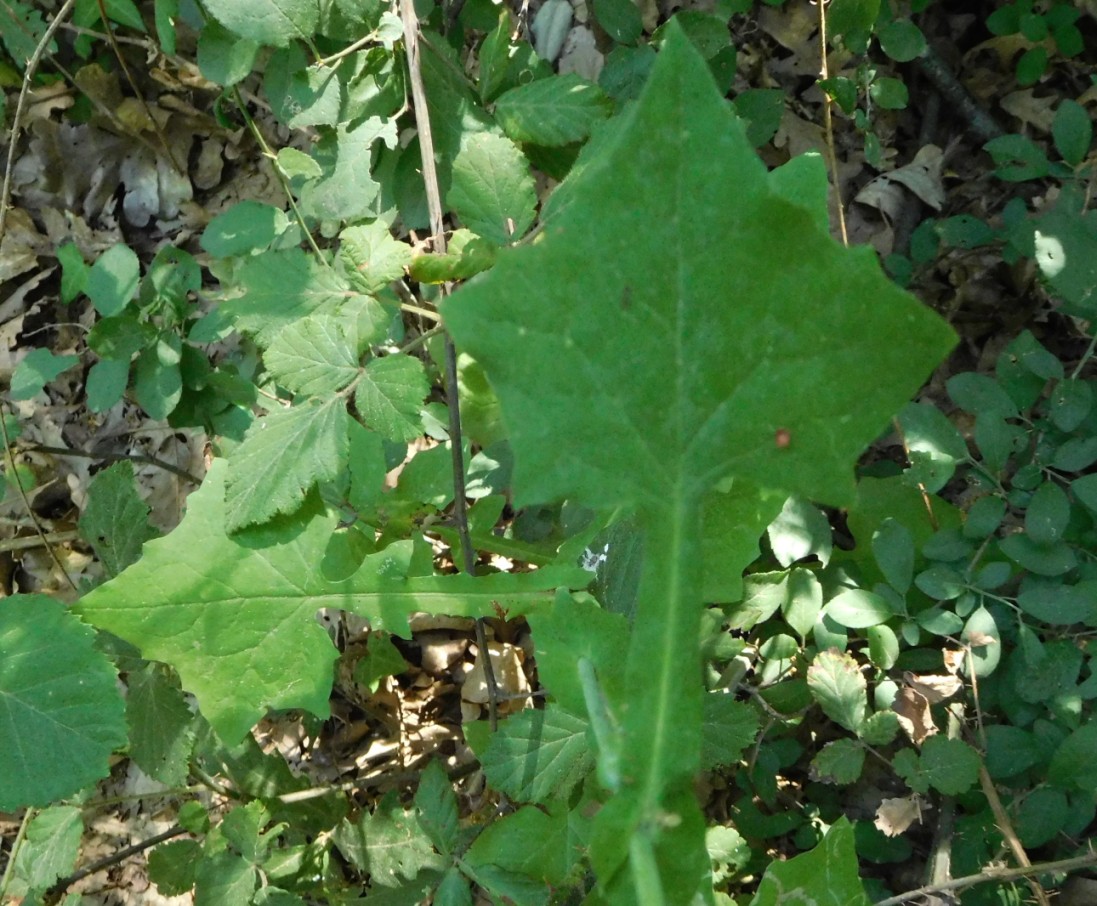 Mycelis muralis (=Lactuca muralis) / Lattuga dei boschi