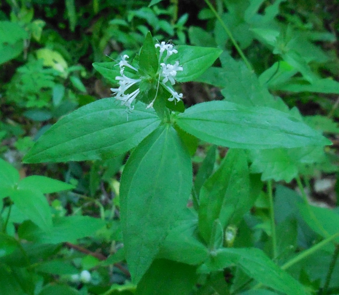 Asperula taurina / Stellina cruciata