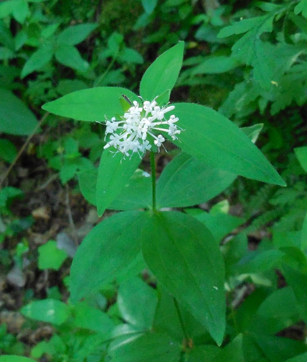 Asperula taurina / Stellina cruciata