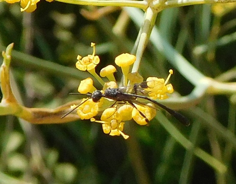 Gasteruption sp. (Gasteruptiidae)