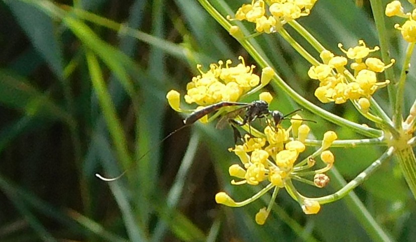 Gasteruption sp. (Gasteruptiidae)