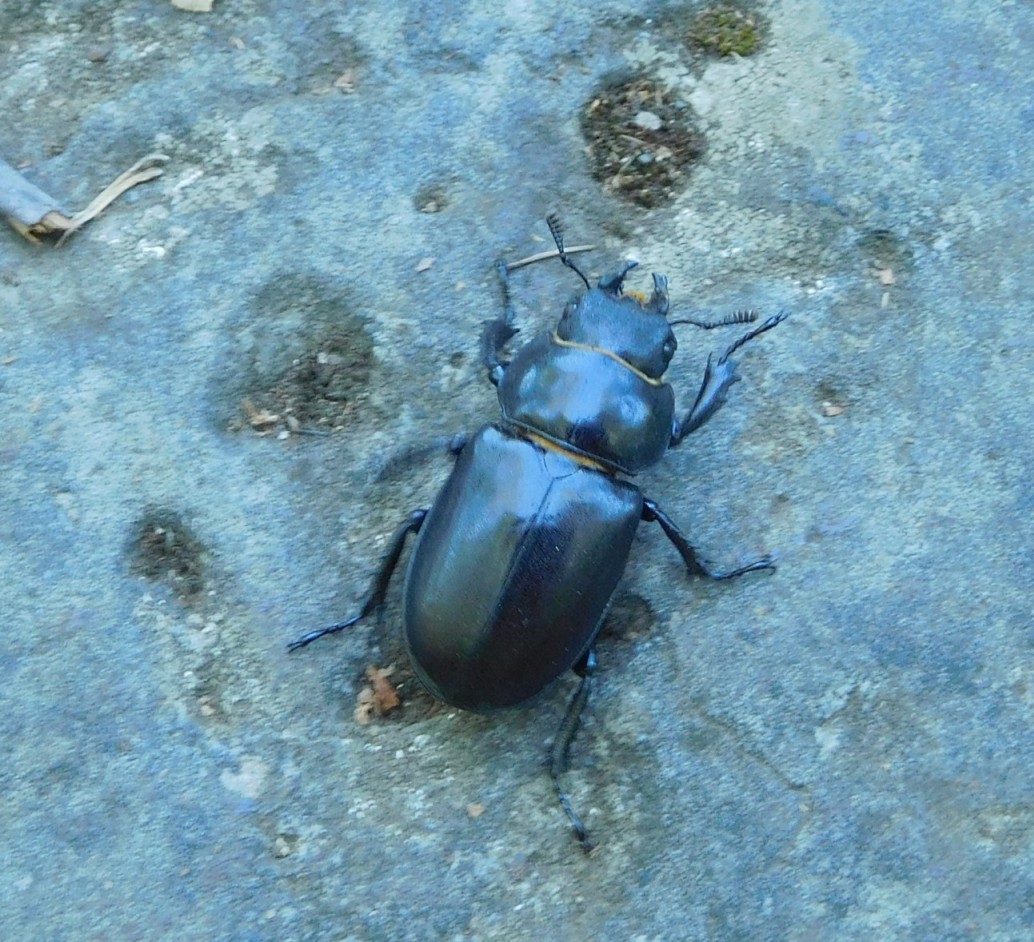 Lucanus (Lucanus) tetraodon tetraodon