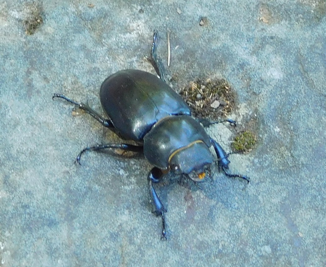 Lucanus (Lucanus) tetraodon tetraodon