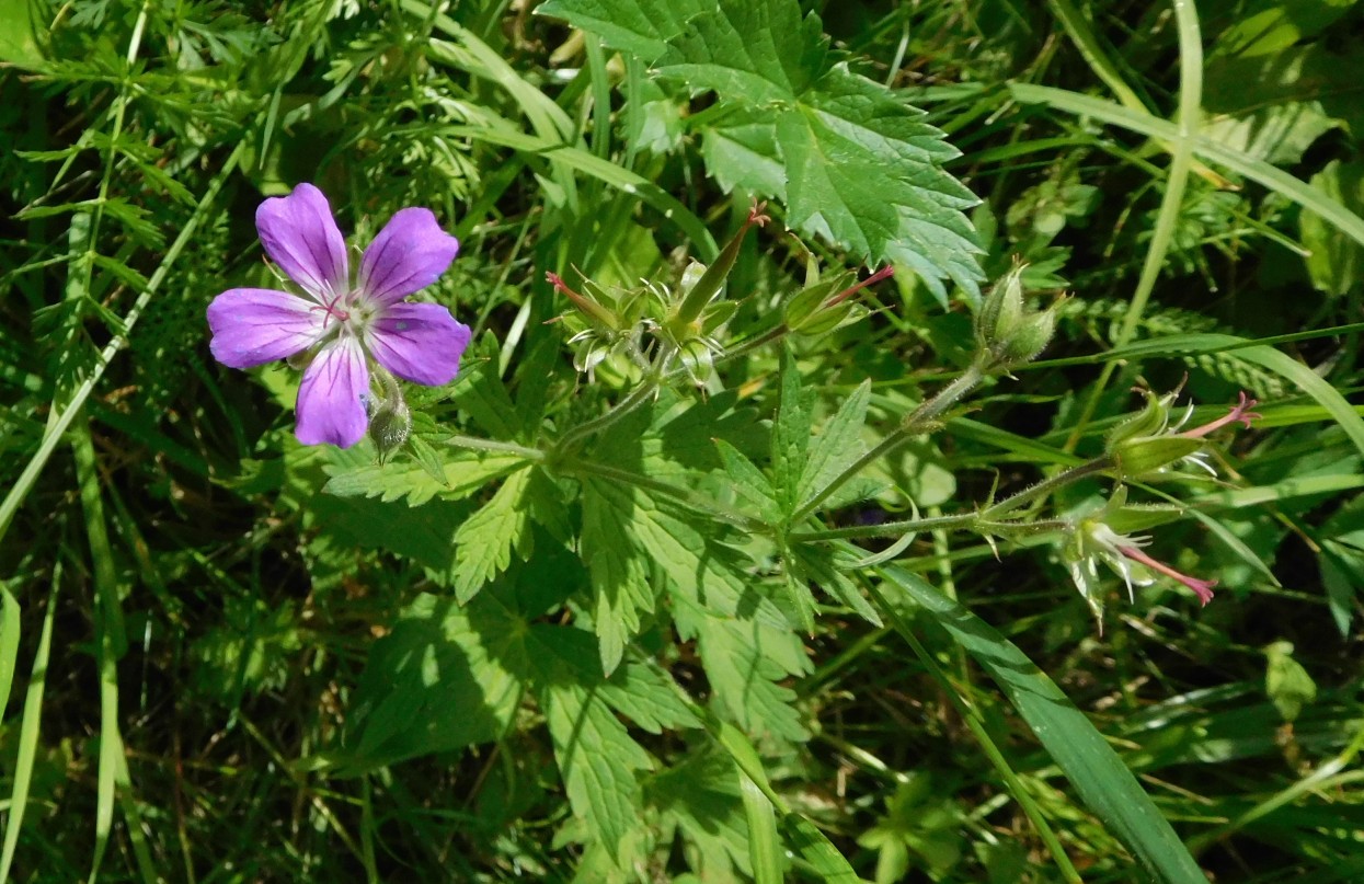 Geranium sylvaticum