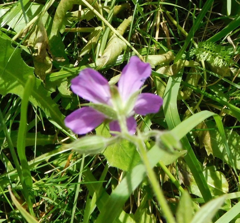 Geranium sylvaticum