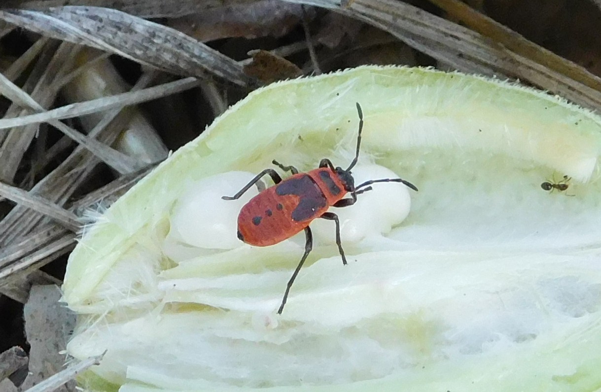 Pyrrhocoridae: neanide di Pyrrhocoris apterus