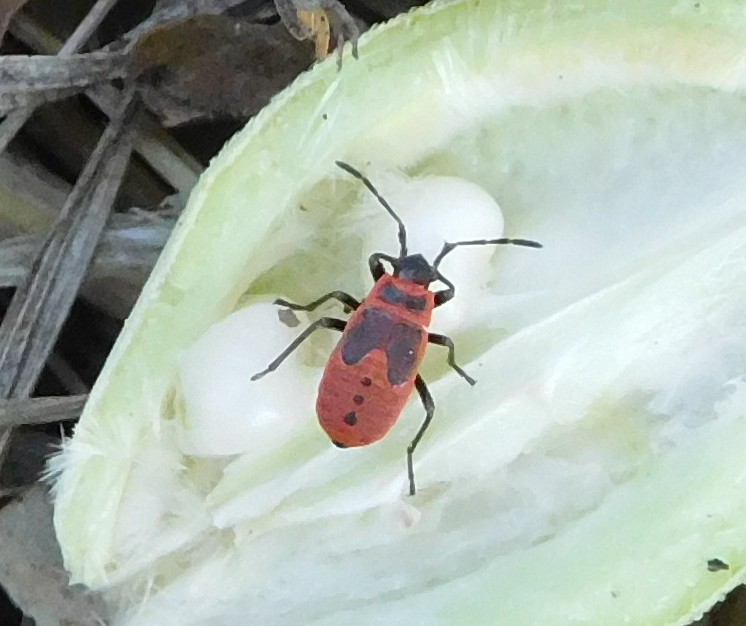 Pyrrhocoridae: neanide di Pyrrhocoris apterus