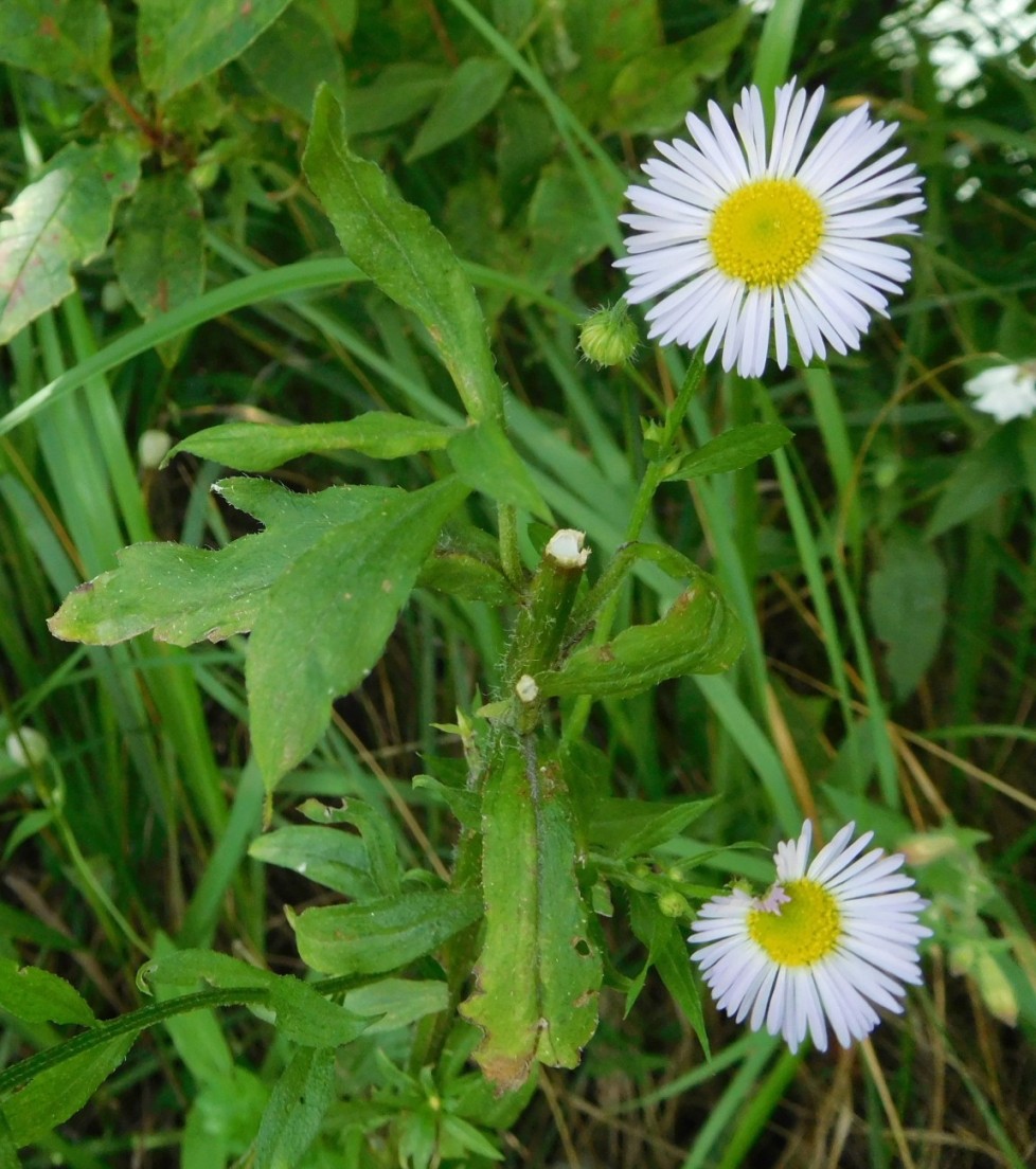 Asteracea -  Erigeron annuus