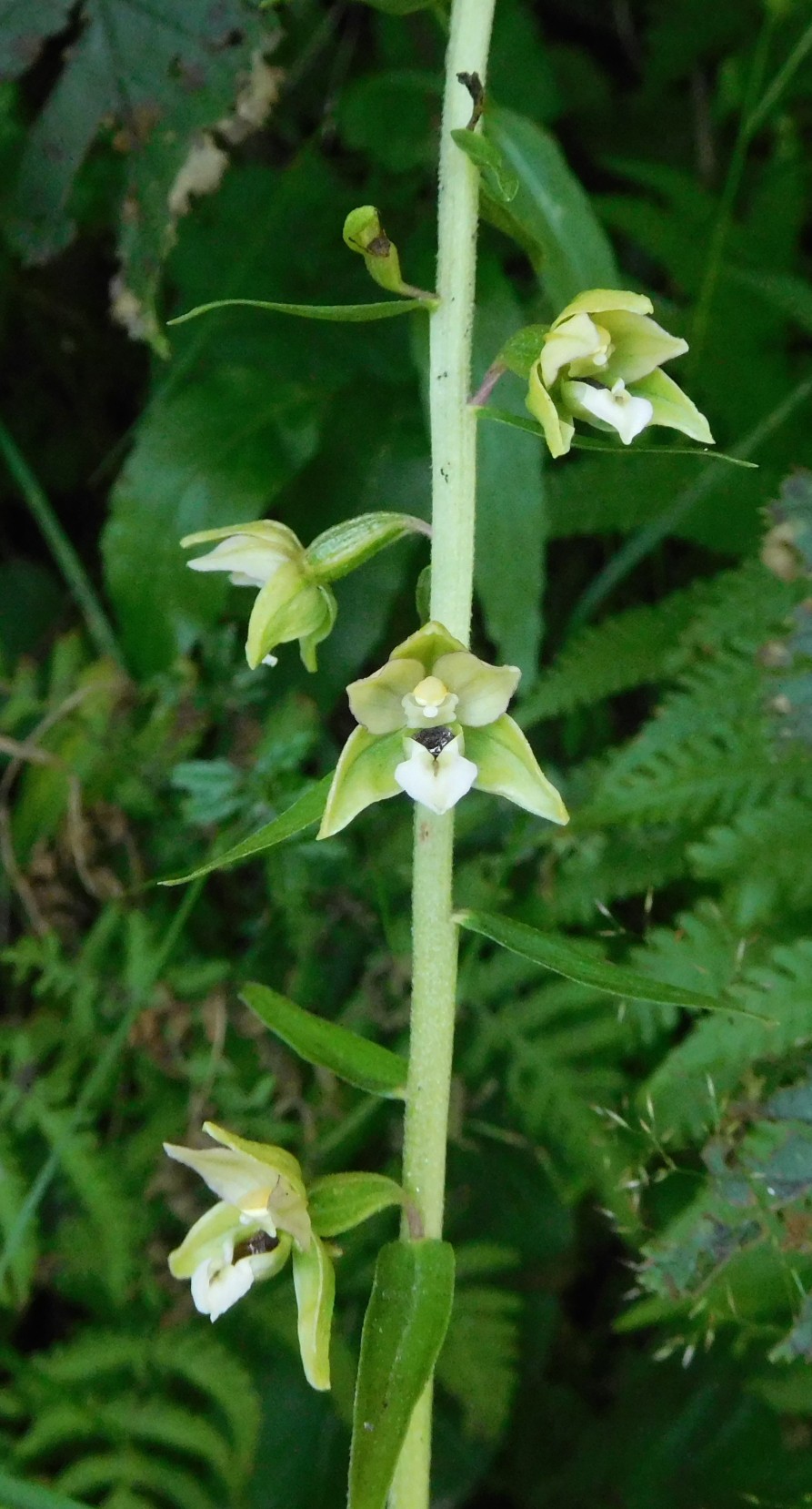 Epipactis helleborine