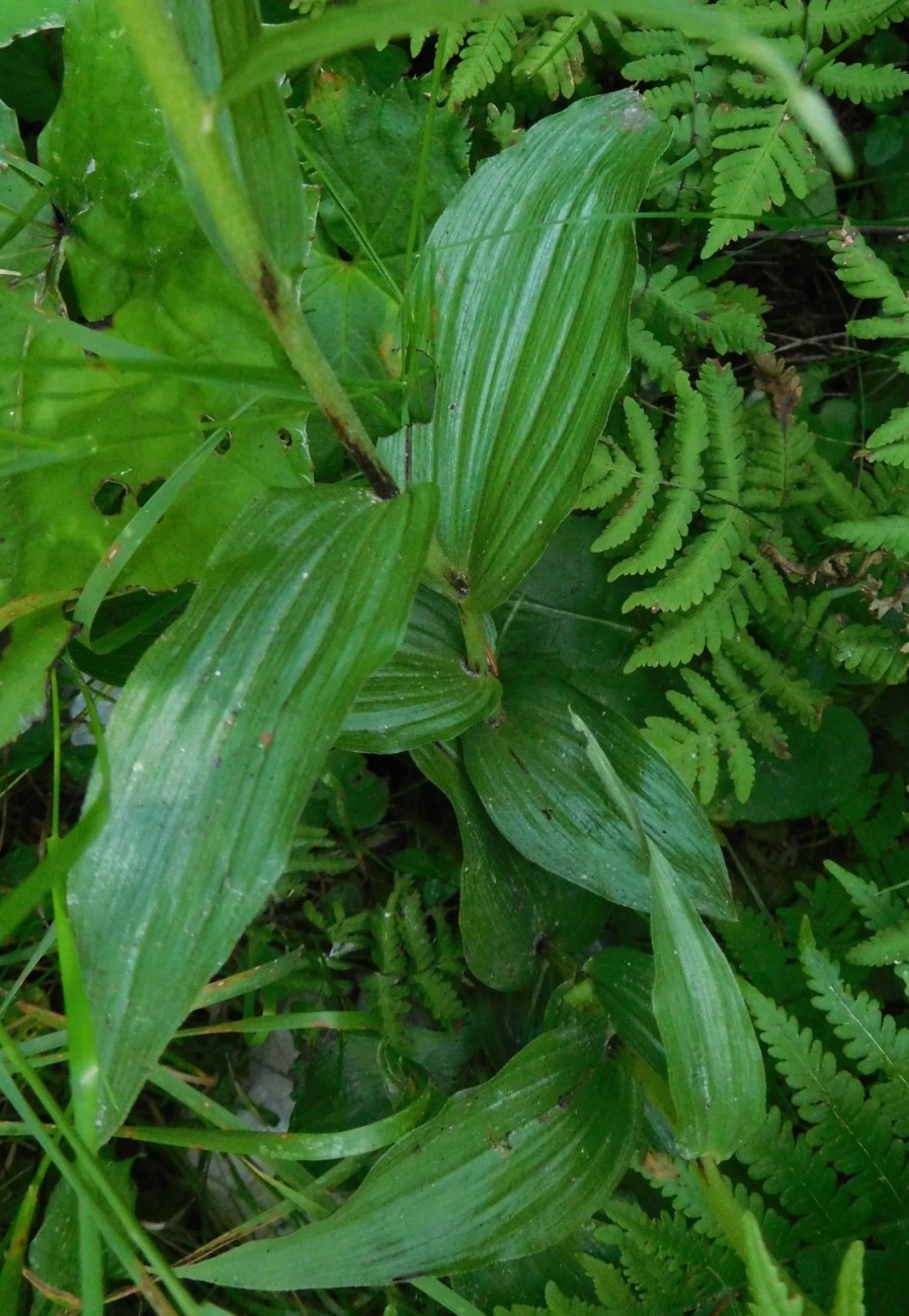 Epipactis helleborine