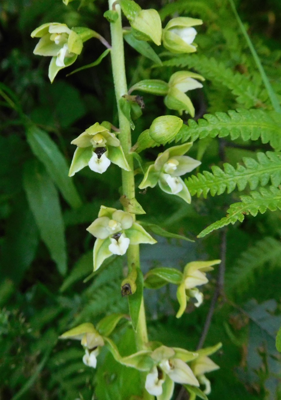 Epipactis helleborine