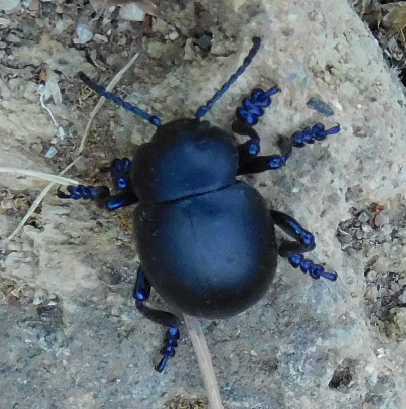 Chrysomelidae: Timarcha cfr. nicaeensis