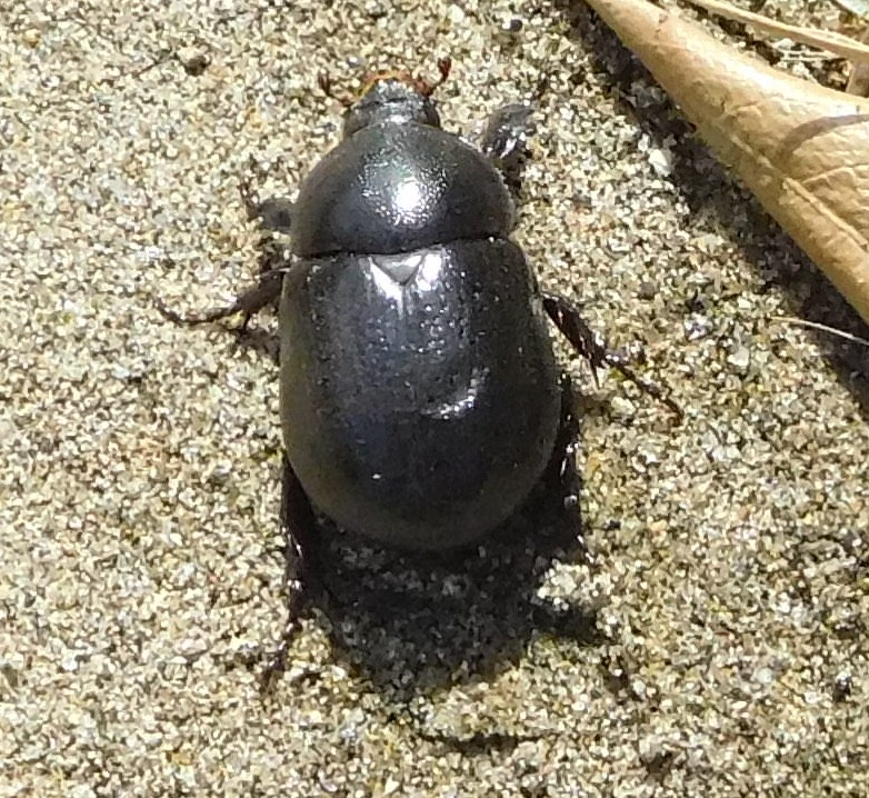 Pentodon bidens subsp. punctatus, Dynastidae