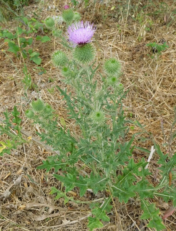 Cirsium vulgare