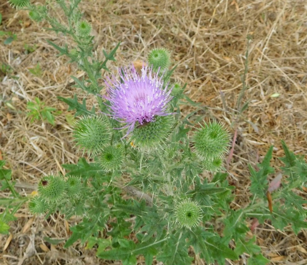 Cirsium vulgare