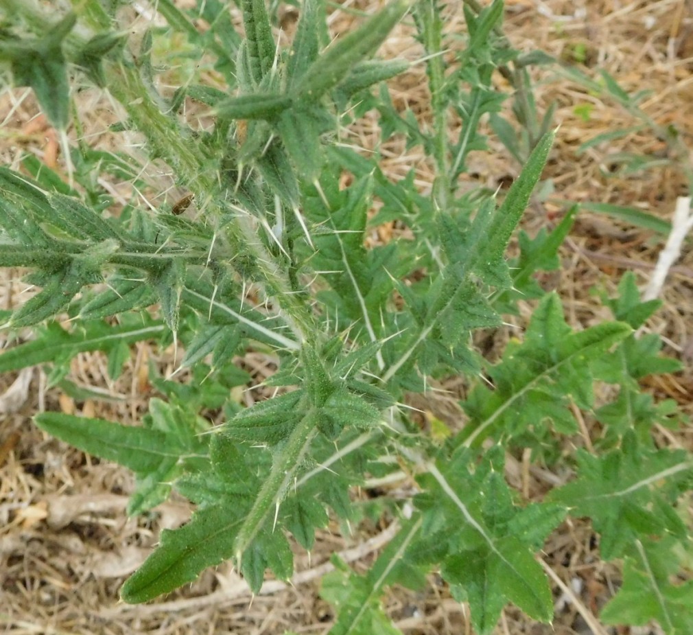 Cirsium vulgare