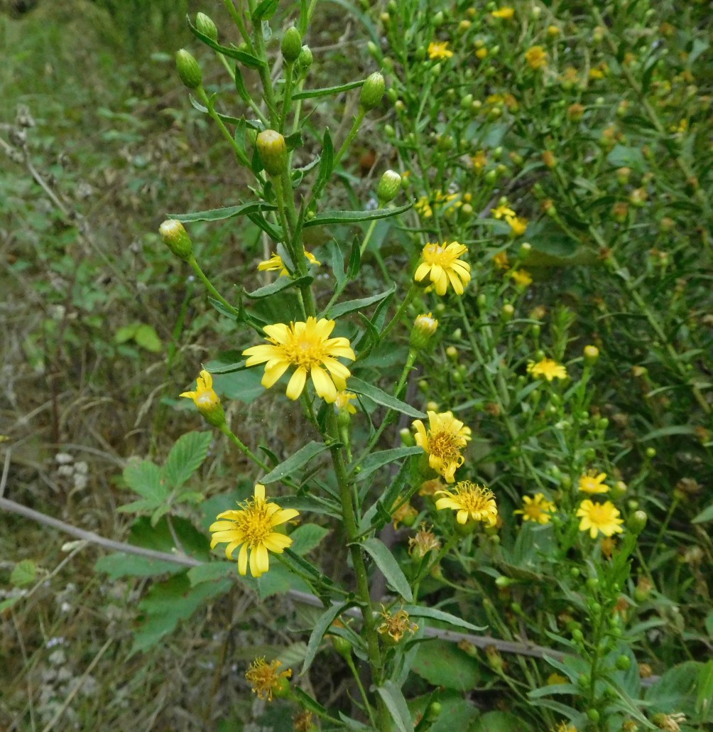 asteracea da determinare 18set - Solidago cfr. virgaurea