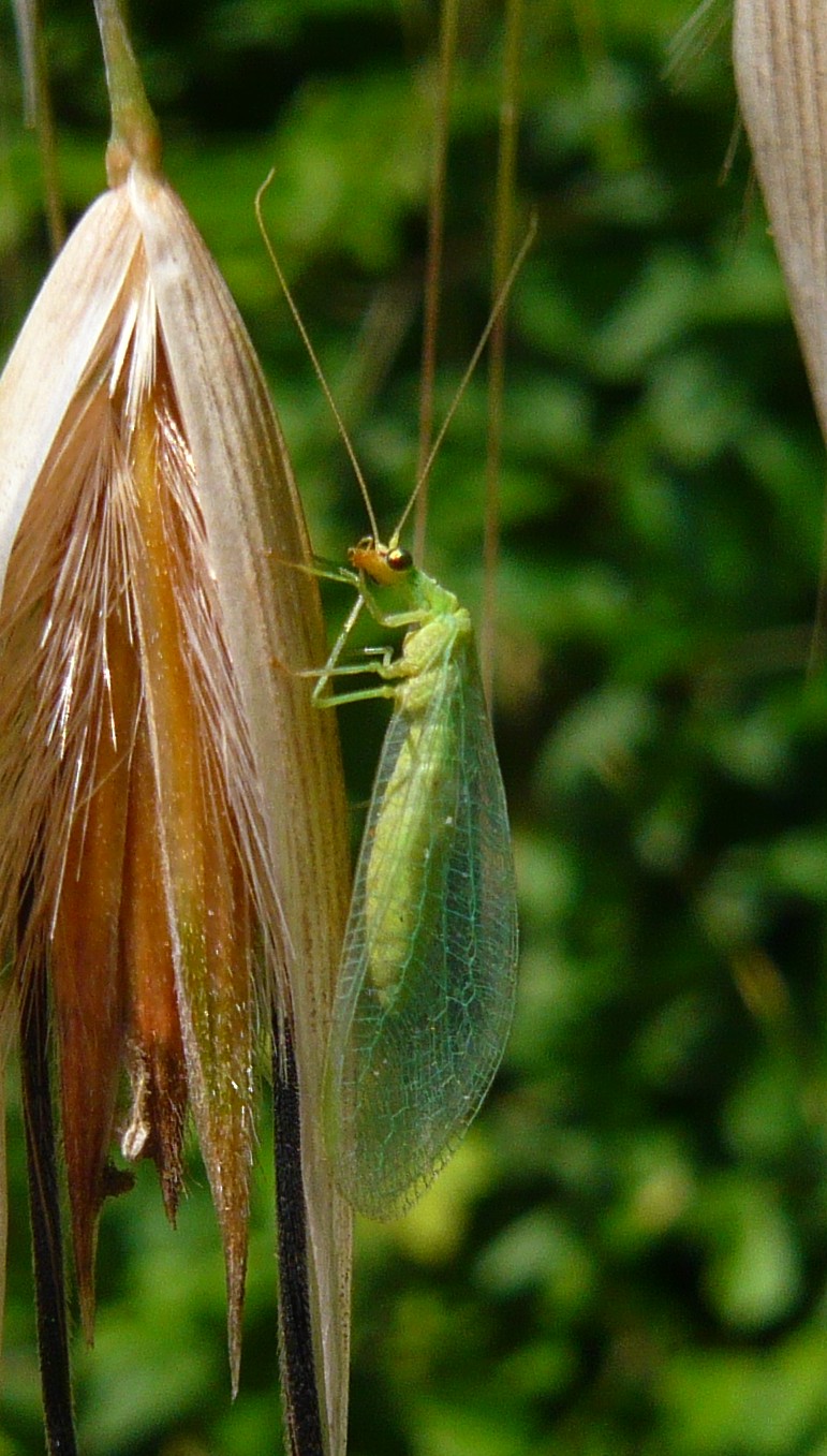 Chrysoperla cfr. agilis