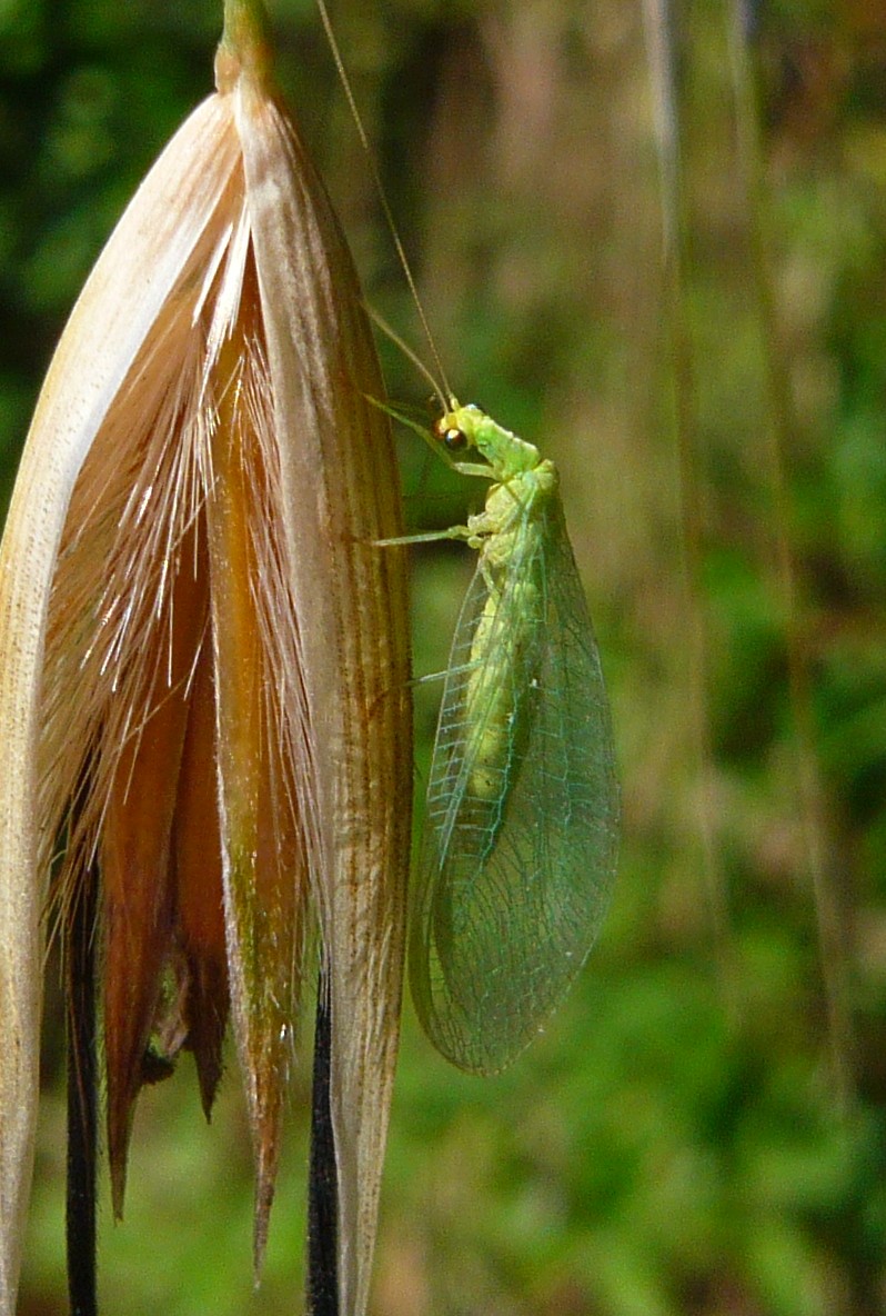 Chrysoperla cfr. agilis