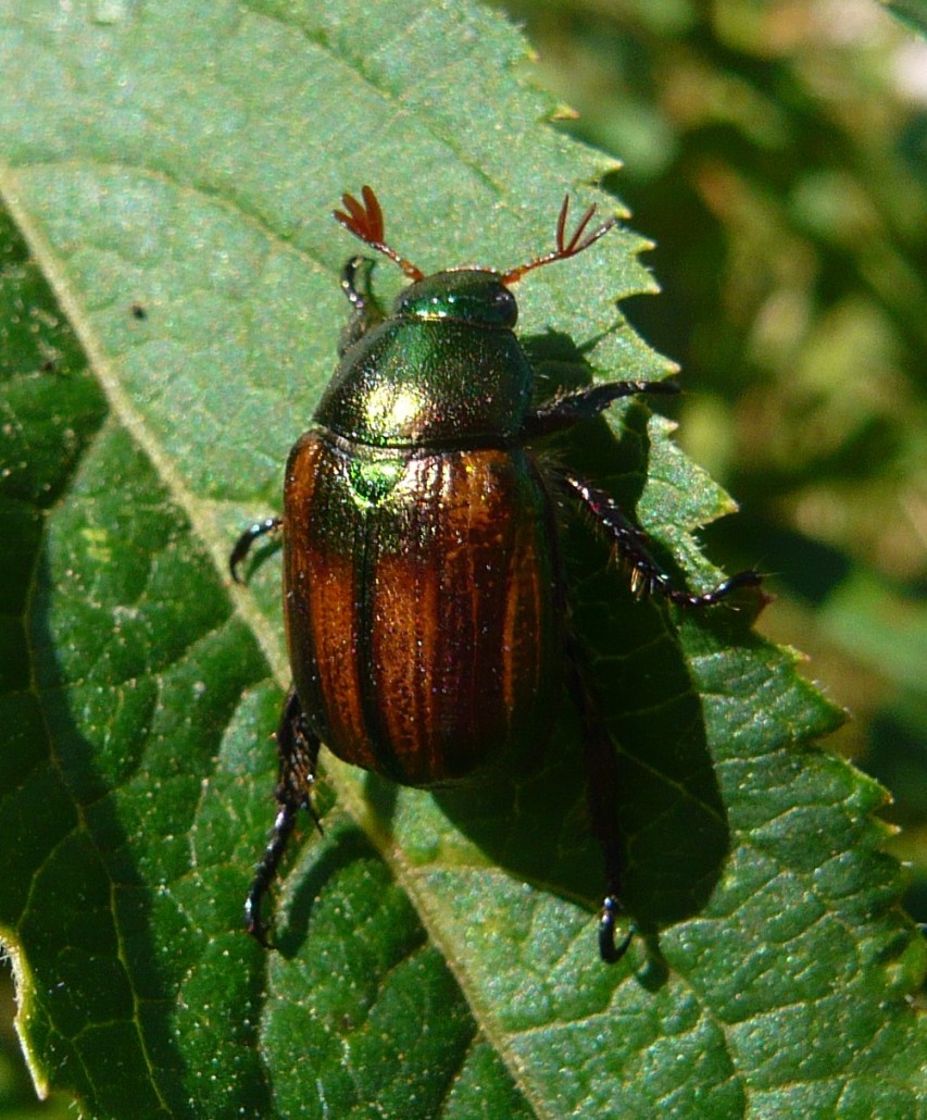 Mimela junii (Rutelidae)