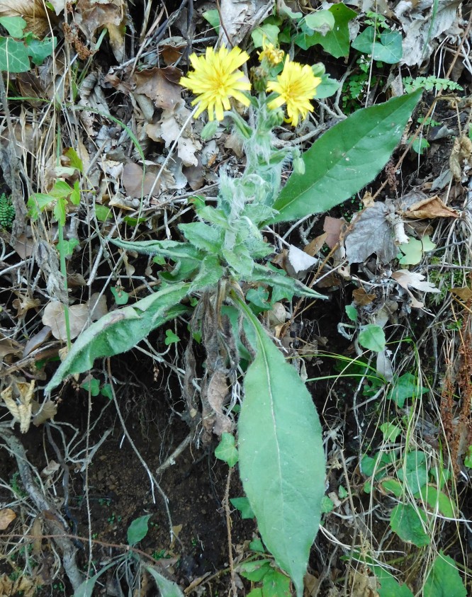 asteracea da determinare 23set - Hieracium sp.