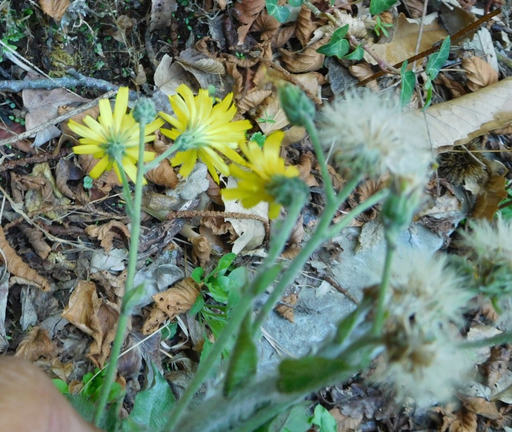 asteracea da determinare 23set - Hieracium sp.