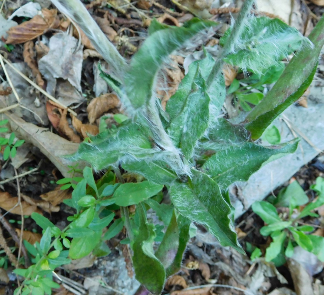 asteracea da determinare 23set - Hieracium sp.