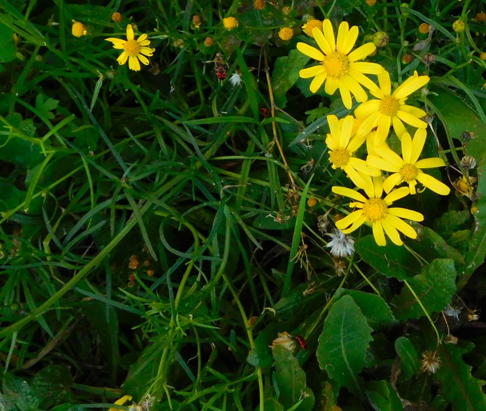 asteracea -Senecio inaequidens