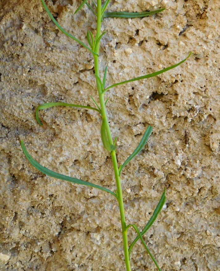 asteracea -Senecio inaequidens