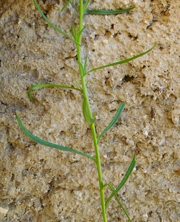 asteracea -Senecio inaequidens