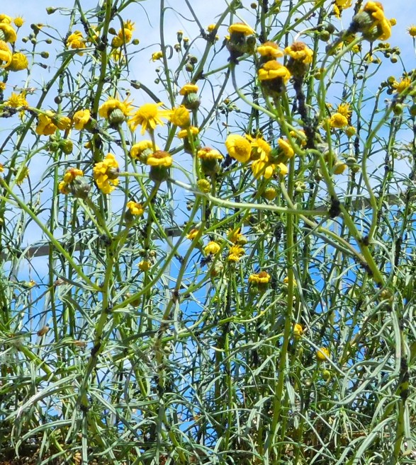 asteracea -Senecio inaequidens