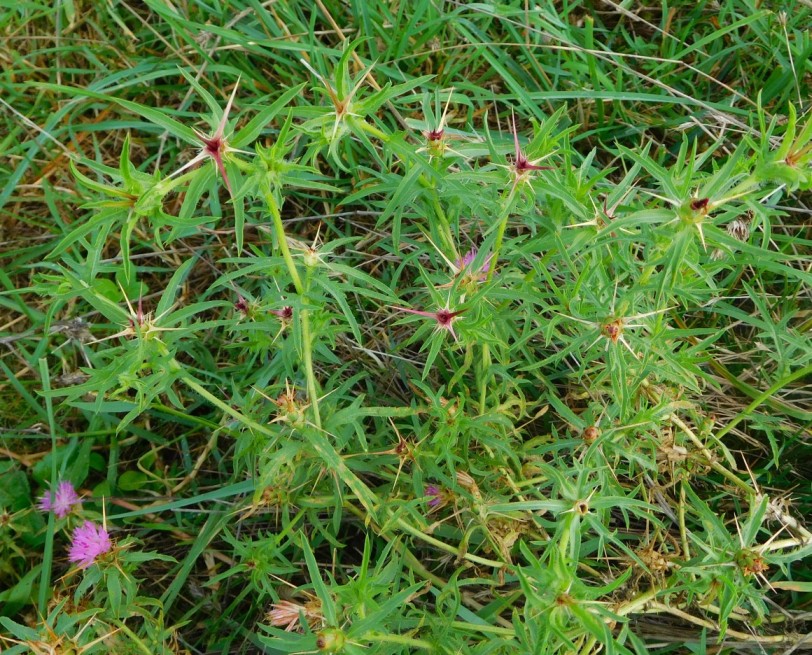 Centaurea calcitrapa