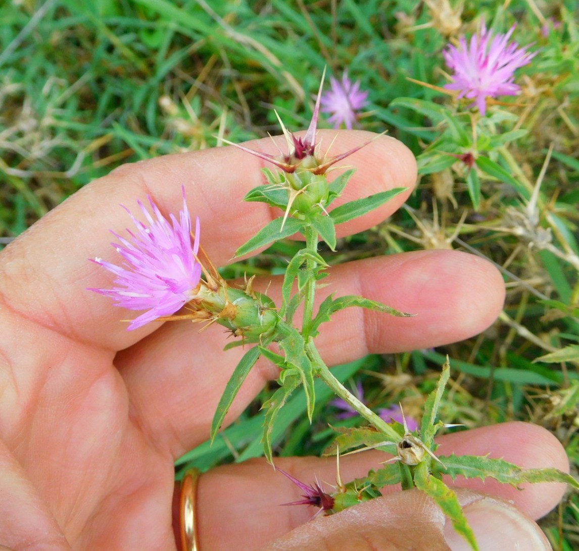 Centaurea calcitrapa