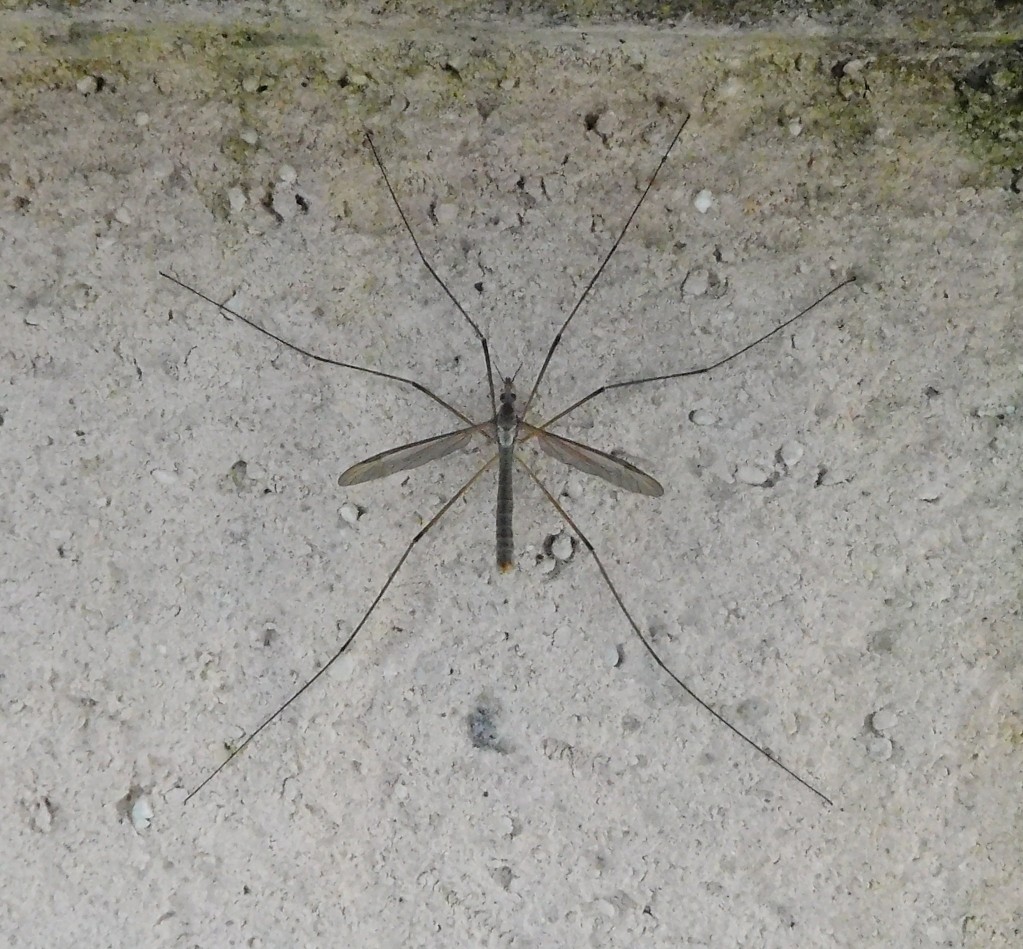 Tipulidae: Tipula sp., maschio