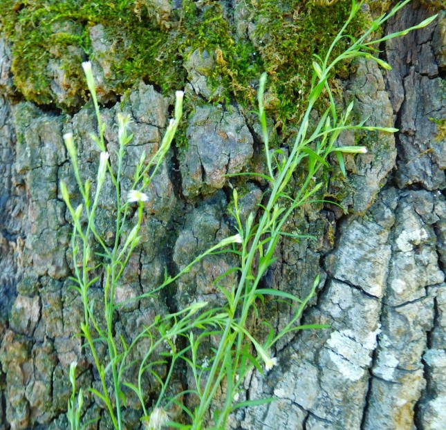 Asteracea:  Symphyotrichum squamatum