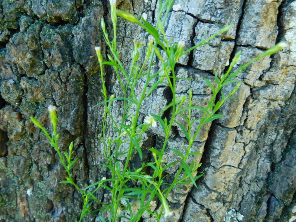 Asteracea:  Symphyotrichum squamatum