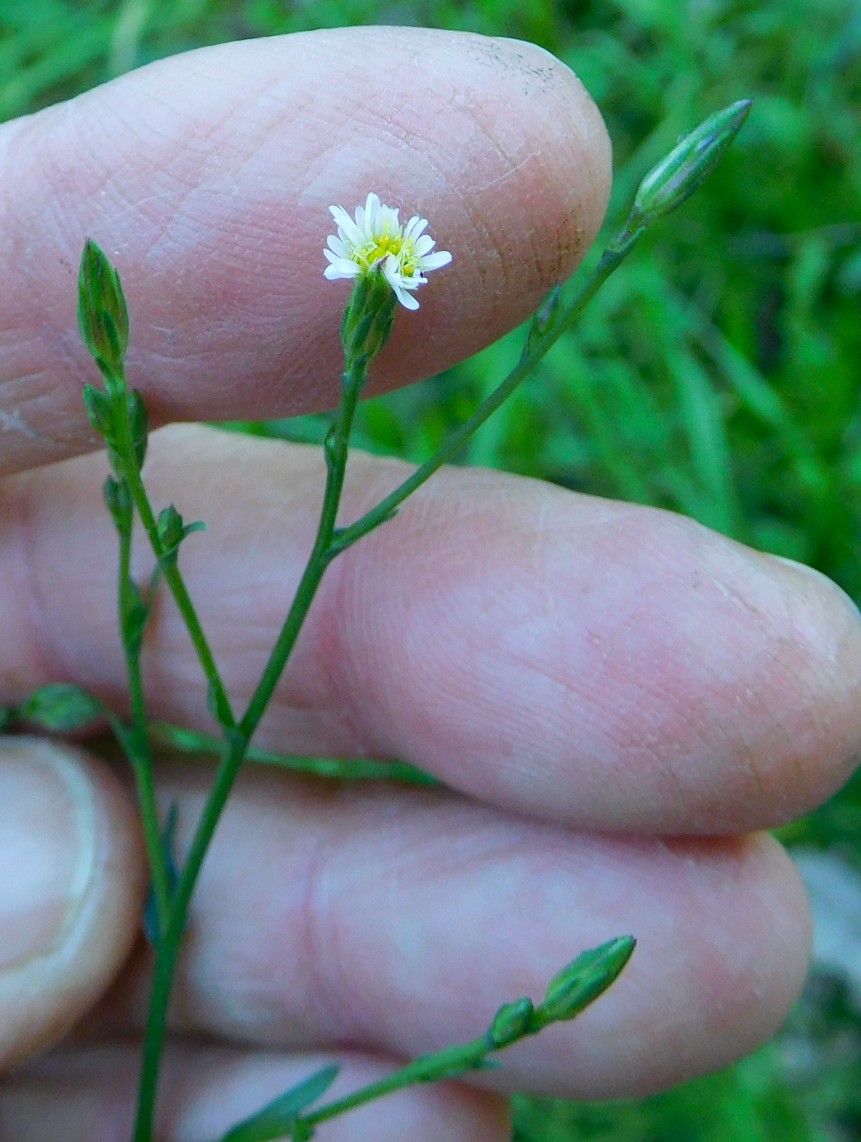 Asteracea:  Symphyotrichum squamatum